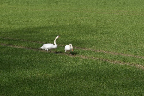 Höckerschwan (Cygnus olor), Schwäne auf einem grünen Getreidefeld, Nordrhein-Westfalen, Deutschland