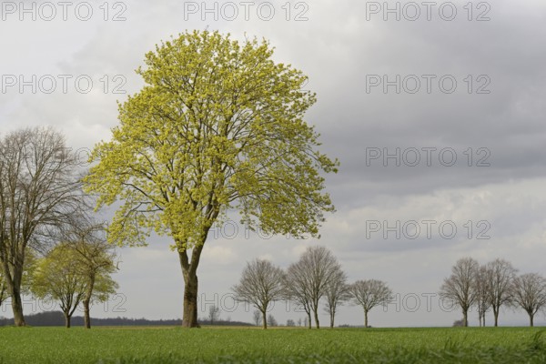 Laubbäume, Ahorn (Acer) im Frühling, Nordrhein-Westfalen, Deutschland