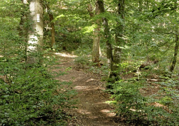 Wanderweg im Wandergebiet Rotenfels im Naturpark Soonwald-Nahe in der Pfalz. Traisen, Landkreis Bad Kreuznach, Rheinland-Pfalz, Deutschland