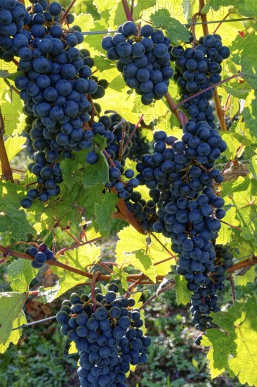 Rote Weinreben, Weintrauben, an Rebstöcken am Weingut Brunnenhof. Norheim, Bad Kreuznach, Rheinland-Pfalz, Deutschland