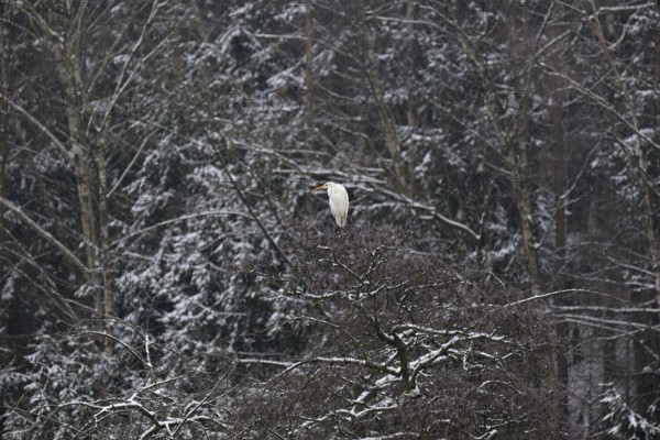 Silberreiher (Ardea alba) in einer schneebedeckten Baumkrone, Nordrhein-Westfalen, Deutschland