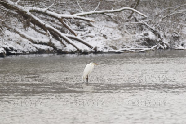 Silberreiher (Ardea alba) steht in einer winterlichen Flusslandschaft, Nordrhein-Westfalen, Deutschland