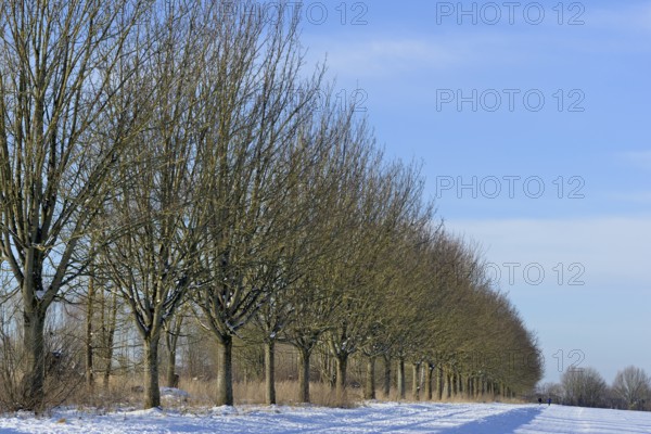 Winterlandschaft, Bäume an einem schneebedeckten Feldweg, blauer Wolkenhimmel, Nordrhein-Westfalen, Deutschland
