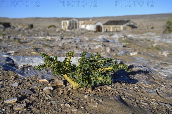 Buschmannkerze (Sarcocaulon mossamedense), Grillenthal, Diamentensperrgebiet, bei Lüderitz, Region Karas, Namibia