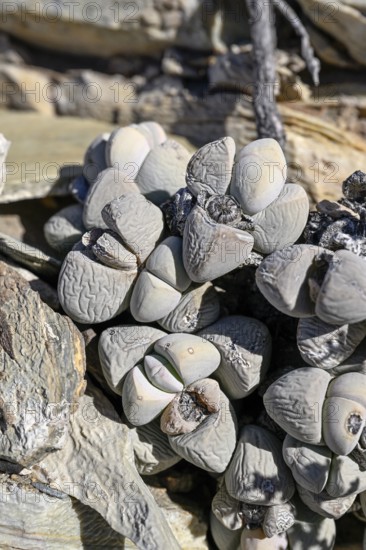 Lithops (Lithops francisci), so genannte Lebende Steine, bei Pomona, Diamentensperrgebiet, bei Lüderitz, Region Karas, Namibia
