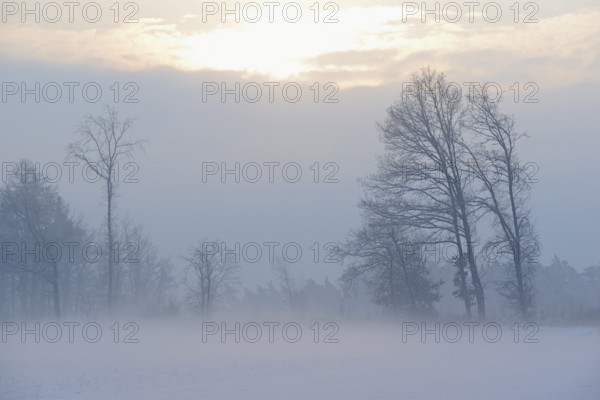 Winterlandschaft im Licht der Morgensonne, aufsteigender Bodennebel über einem Feld, Nordrhein-Westfalen, Deutschland