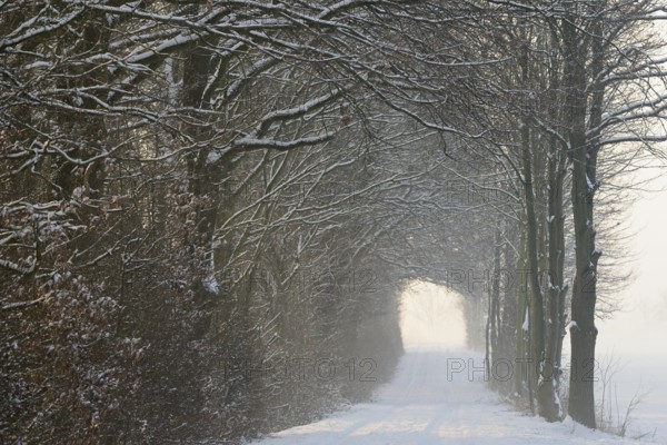 Winterlandschaft, tunnelartige Wegstrecke führt durch schneebedeckte Bäume, Nordrhein-Westfalen, Deutschland
