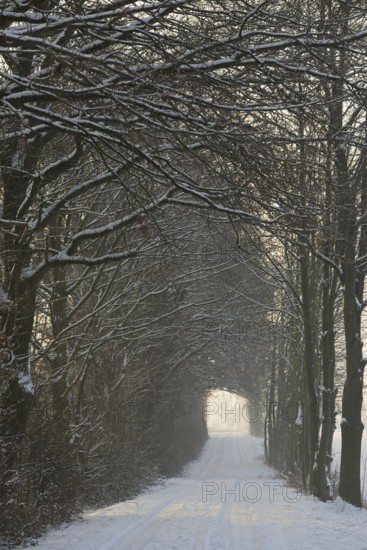 Winterlandschaft, tunnelartige Wegstrecke führt durch schneebedeckte Bäume, Nordrhein-Westfalen, Deutschland