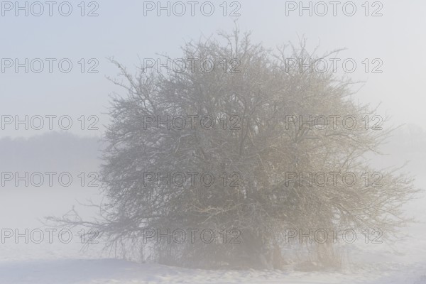Winterlandschaft, schneebedeckter Weißdorn (Crataegus), aufsteigender Bodennebel, Nordrhein-Westfalen, Deutschland