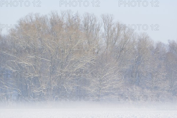 Winterlandschaft, Bodennebel steigt vor schneebedeckten Bäumen auf, Nordrhein-Westfalen, Deutschland