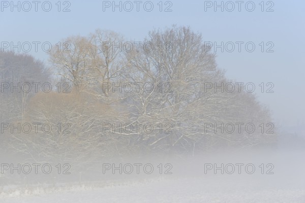 Winterlandschaft, Bodennebel steigt vor schneebedeckten Bäumen auf, blauer Himmel, Nordrhein-Westfalen, Deutschland