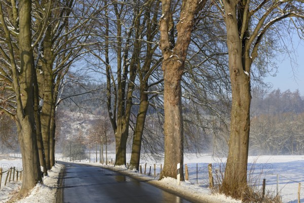 Wintertag, Baumallee bei winterlichen Straßenverhältnissen, blauer Himmel, Nordrhein-Westfalen, Deutschland