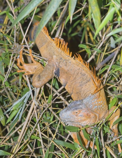 Green Iguana (Iguana Iguana), La Fortuna, Costa Rica, Central America