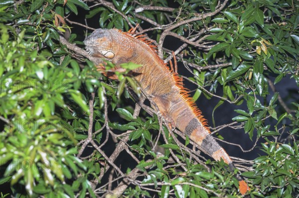 Green Iguana (Iguana Iguana), La Fortuna, Costa Rica, Central America
