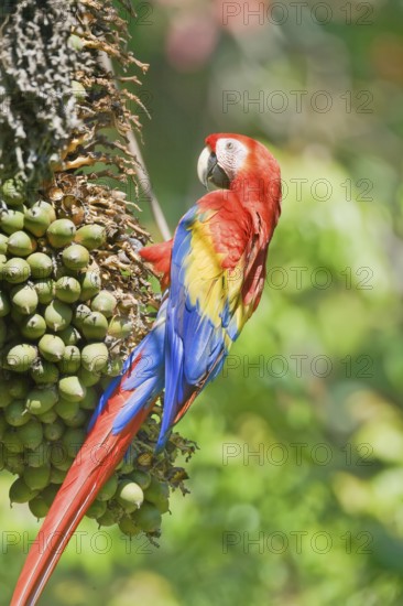 Scarlet Macaw (Ara macao) perching on a tree, Corcovado National Park, Osa Peninsula, Costa Rica