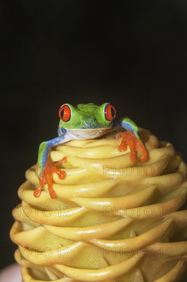 Red eyed tree frog (Agalychins callydrias) on yellow flower, Costa Rica
