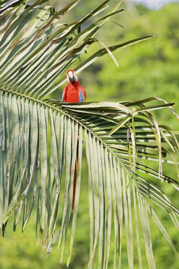 Scarlet Macaws (Ara macao) perching on a tree, Corcovado National Park, Osa Peninsula, Costa Rica