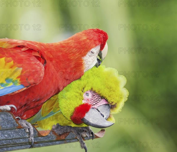 Military macaw (Ara militaris) and Scarlet Macaw (Ara macao) showing affection, Costa Rica, Central America