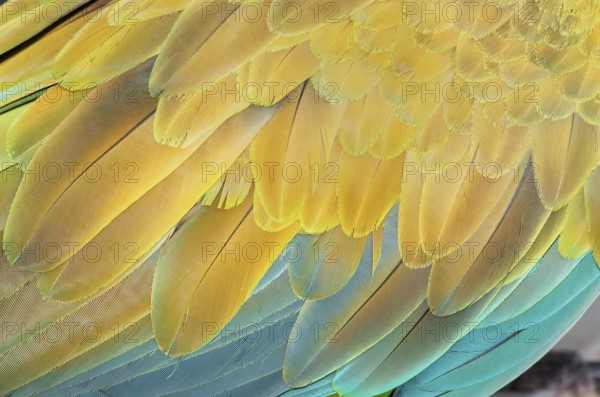 Military macaw (Ara militaris) feathers, close-up, Costa Rica, Central America