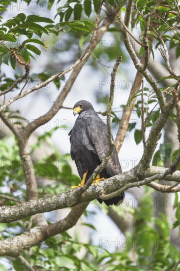 Great black hawk (Urubitinga urubitinga) perched on a tree, Corcovado National Park, Osa Peninsula, Costa Rica