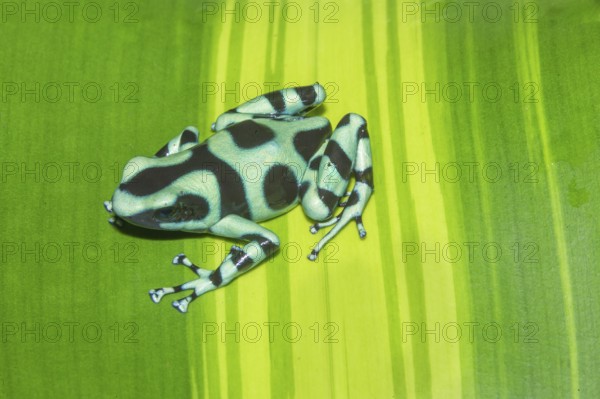 Green and Black poison dart frog, (Dendrobates auratus), Costa Rica, Central America