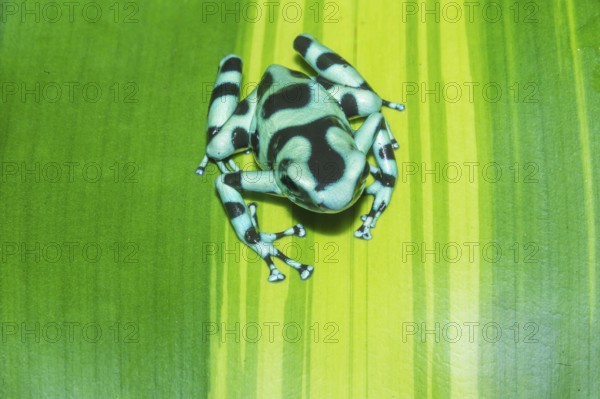 Green and Black poison dart frog (Dendrobates auratus) on leaf, Costa Rica, Central America