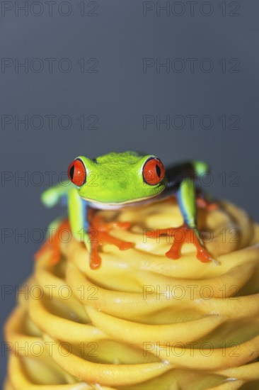 Red eyed tree frog (Agalychins callydrias) on yellow flower, Costa Rica