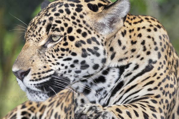 Close-up of a Jaguar (Panthera onca), Costa Rica, Central America