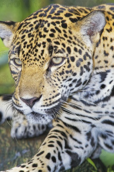 Close-up of a Jaguar (Panthera onca), Costa Rica, Central America