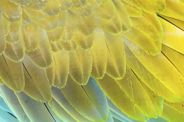 Military macaw (Ara militaris) feathers, close-up, Costa Rica, Central America