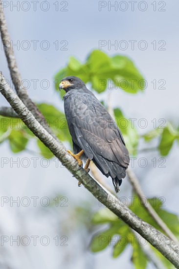 Great black hawk (Urubitinga urubitinga) perched on a tree, Corcovado National Park, Osa Peninsula, Costa Rica