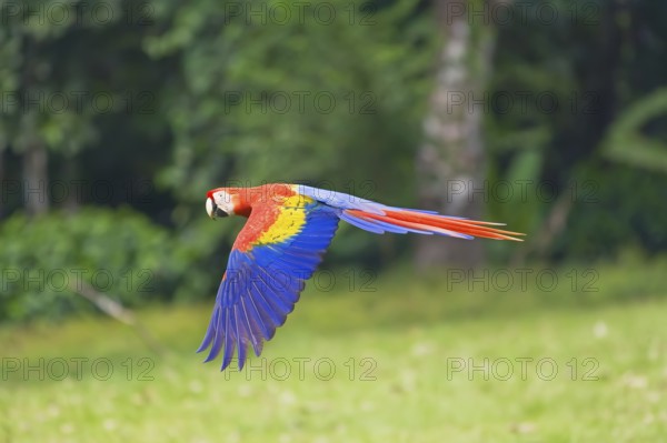 Scarlet Macaw (Ara macao) in flight, Corcovado National Park, Osa Peninsula, Costa Rica