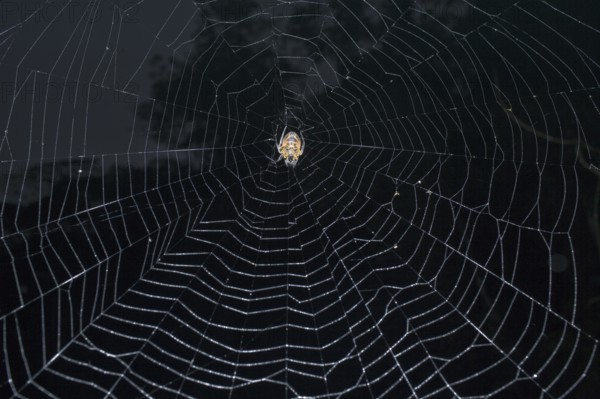 Tropical Red and Black Orb-weaving Spider (Eriophora fuliginea) weaving, Costa Rica, Central America