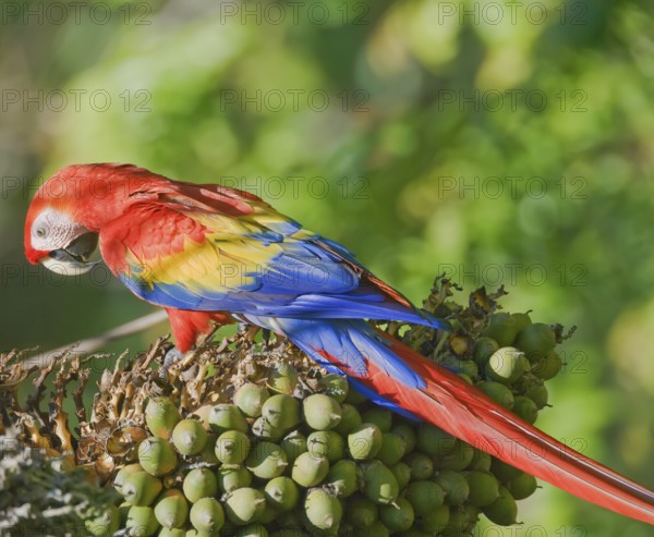 Scarlet Macaw (Ara macao) perching on a tree, Osa Peninsula, Costa Rica