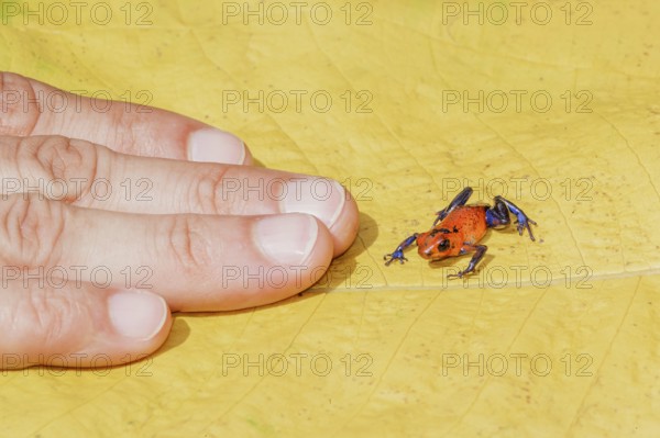 Blue jeans dart frog (Dendrobates pumilio) near human hand, Costa Rica