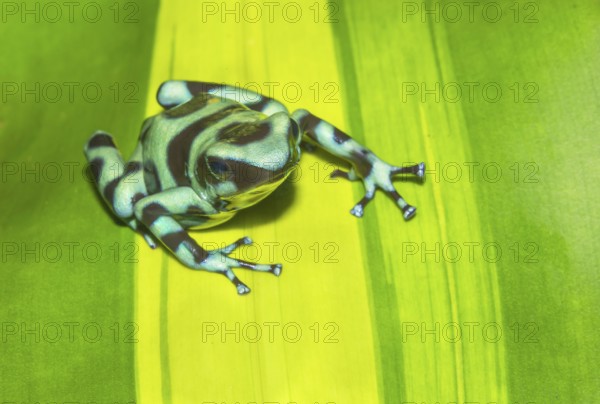 Green and Black poison dart frog, (Dendrobates auratus), Costa Rica, Central America