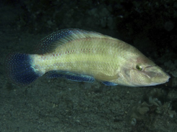 Ein Pfauenlippfisch (Symphodus tinca) schwimmt bei Nacht in einer dunklen Umgebung. Tauchplatz Hausriff, Stoja, Pula, Kroatien, Mittelmeer