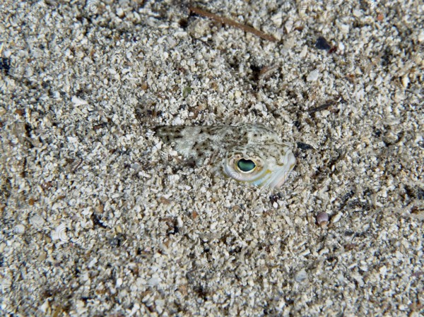 Ein Petermännchen (Trachinus draco), Gifttier, mit grünlichen Augen eingegraben im Sand. Tauchplatz Hausriff, Stoja, Pula, Kroatien, Mittelmeer