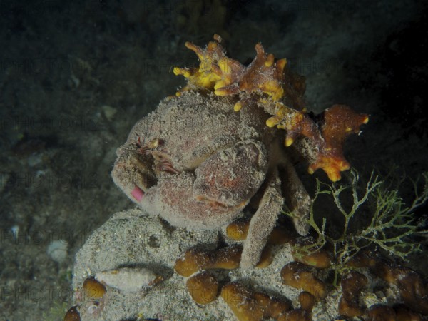 Eine getarnte Krabbe, Wollkrabbe (Dromia personata) sitzt mit Goldschwamm (Aplysina aerophoba) bedeckt im dunklen Wasser. Tauchplatz Hausriff, Stoja, Pula, Kroatien, Mittelmeer