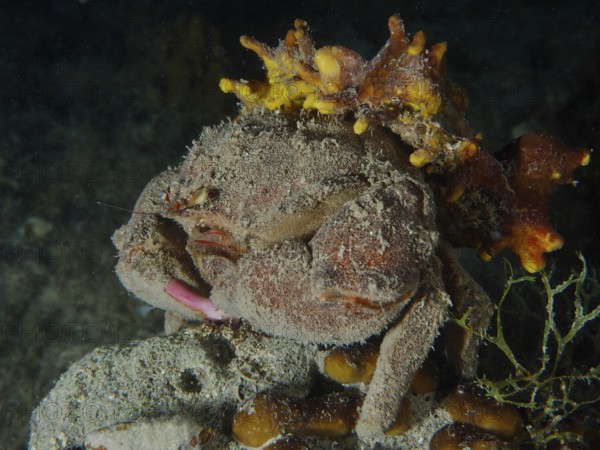 Eine tarnende Krabbe, Wollkrabbe (Dromia personata) ruht auf einem sandigen Meeresboden mit Goldschwamm (Aplysina aerophoba) bedeckt. Tauchplatz Hausriff, Stoja, Pula, Kroatien, Mittelmeer