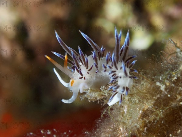 Bunte Schnecke mit blauen Mustern, Wander-Fadenschnecke (Cratena peregrina), kriecht auf Meeresboden. Tauchplatz Muzil, Stoja, Pula, Kroatien, Mittelmeer
