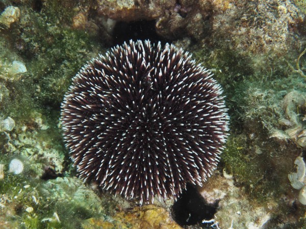 Ein Violetter Seeigel (Sphaerechinus granularis) sitzt auf einem bunten Riff im Meer. Tauchplatz Hausriff, Stoja, Pula, Kroatien, Mittelmeer