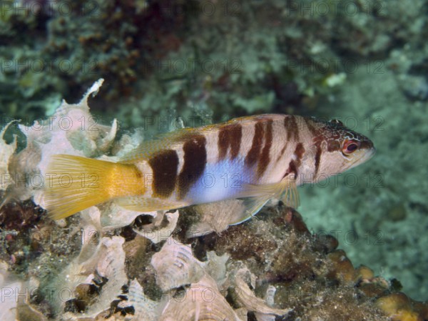 Fisch mit gelbem Schwanz und Streifenmuster, Schriftbarsch (Serranus scriba), schwimmt über Algen. Tauchplatz Muzil, Stoja, Pula, Kroatien, Mittelmeer