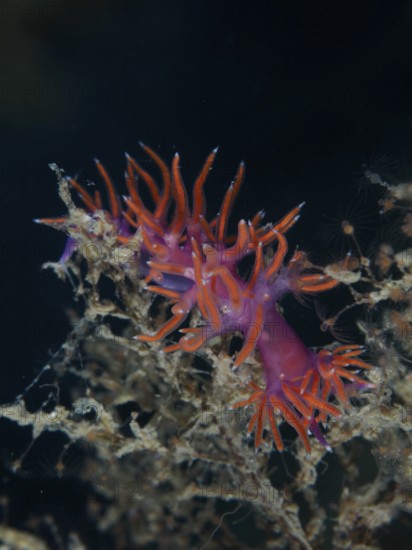Eine leuchtend orange-violette Meeresschnecke, Rotviolette Fadenschnecke (Edmundsella pedata), die sich an Unterwasservegetation festhält. Tauchplatz Wrack der Vis, Pula, Kroatien, Mittelmeer
