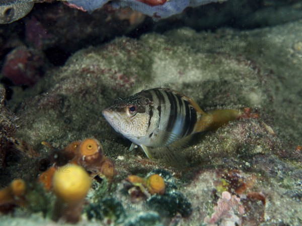 Ein gestreifter Fisch, Schriftbarsch (Serranus scriba), der sich in einer Unterwasserlandschaft zwischen Korallen versteckt. Tauchplatz Hausriff, Stoja, Pula, Kroatien, Mittelmeer
