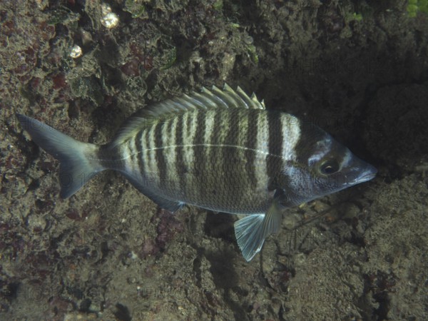Ein gestreifter Fisch, Spitzbrasse (Diplodus puntazzo), schwimmt über den Meeresboden. Tauchplatz Hausriff, Stoja, Pula, Kroatien, Mittelmeer