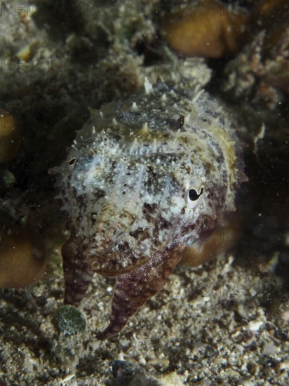 Eine Sepia, Gewöhnlicher Tintenfisch (Sepia officinalis) juvenil ruht auf dem Meeresboden bei Nacht. Tauchplatz Hausriff, Stoja, Pula, Kroatien, Mittelmeer