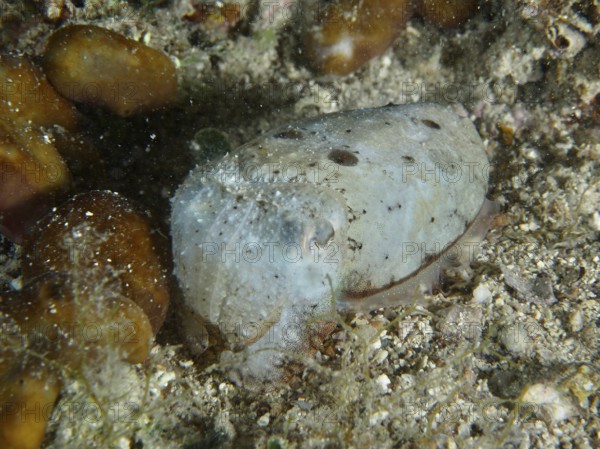 Sepia, Gewöhnlicher Tintenfisch (Sepia officinalis) juvenil auf sandigem Boden. Tauchplatz Hausriff, Stoja, Pula, Kroatien, Mittelmeer