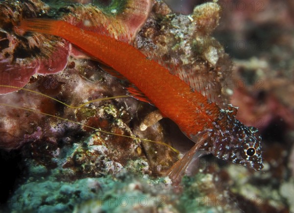 Schwarzkopf-Schleimfisch (Microlipophrys nigriceps), Schleimfisch, liegt auf einem Riff im Meer. Tauchplatz Muzil, Stoja, Pula, Kroatien, Mittelmeer