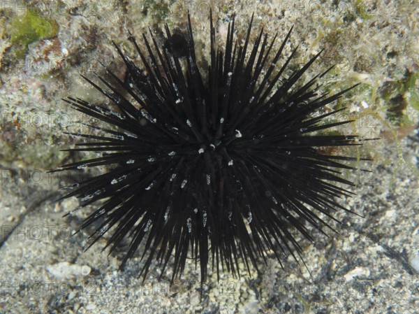 Ein schwarzer Seeigel (Arbacia lixula) mit langen Stacheln auf dem Meeresboden. Tauchplatz Hausriff, Stoja, Pula, Kroatien, Mittelmeer
